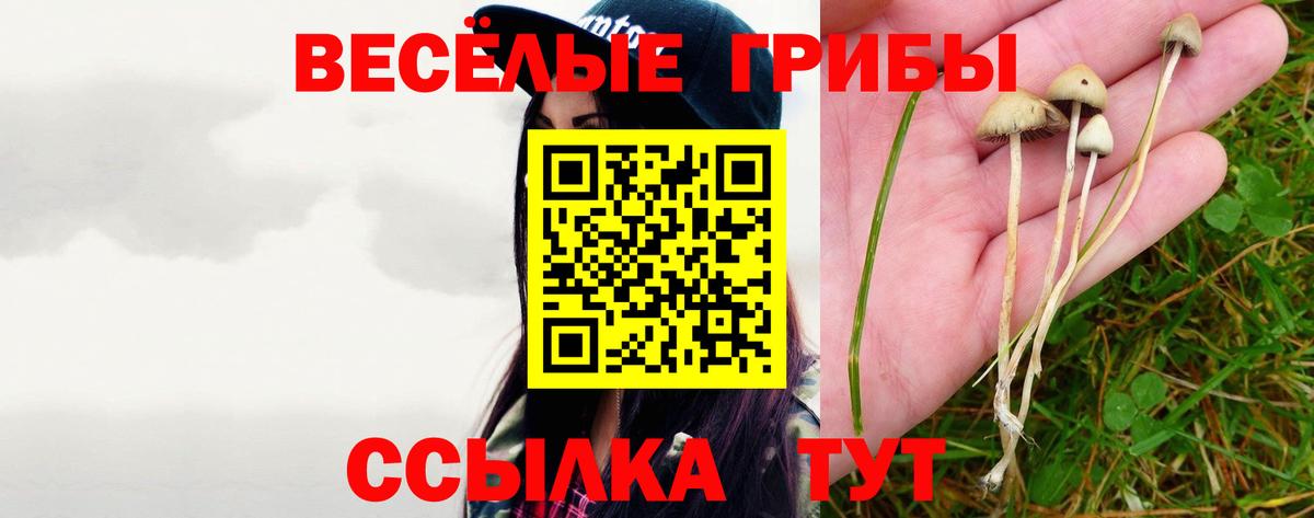 Татарск  Галлюциногенные грибы Psilocybe  Вход с VPN 